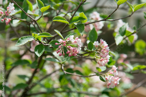 Viburnum bush blooming in early spring