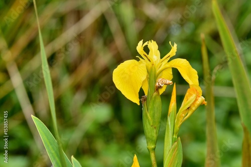 Fototapeta Naklejka Na Ścianę i Meble -  Iris jaune 