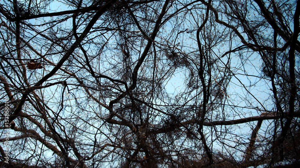 A view through a dense web of branches, twigs and roots aginst a light blue background