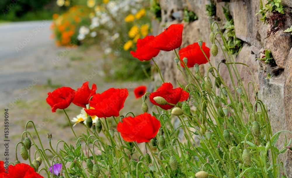 Naklejka premium Fleurs de coquelicots dans une rue de Bretagne