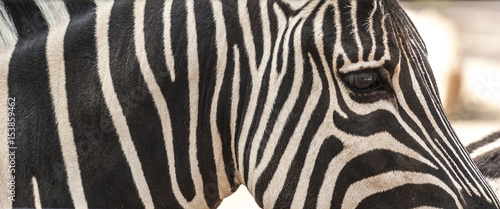 Detail of neck  head and eye of a striped zebra