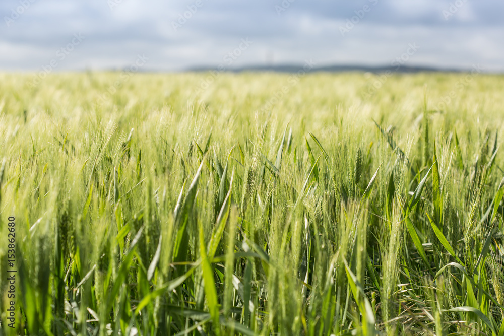 The wheat beginning to ear; large green field with hills behind The wheat beginning to ear; large green field with hills behind