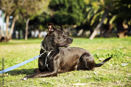 Mixed Pitbull Dog Portrait at the Park © eldadcarin
