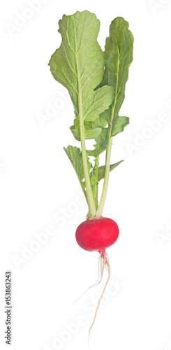 red radish with green leaves isolated on white