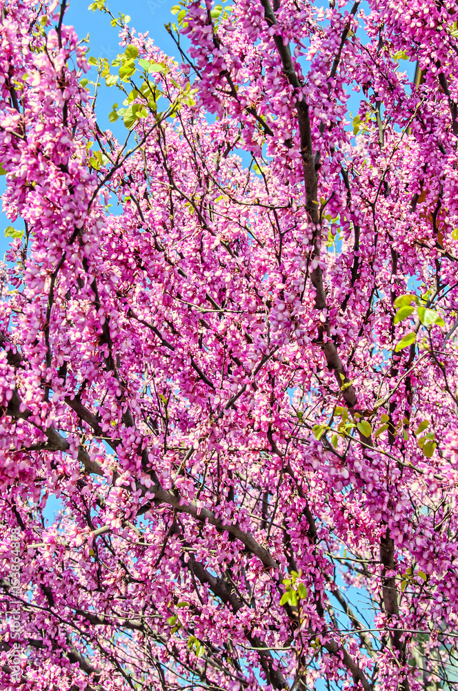 Violet tree flowers of Cercis siliquastrum, Judas tree outdoor Violet tree flowers of Cercis siliquastrum, Judas tree outdoor