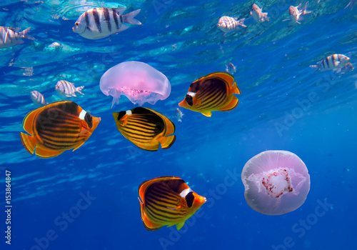 jellyfish and tropical Fish. Underwater world