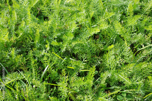 Norway bright green grass. Summer texture. Sunny day. Close up view.