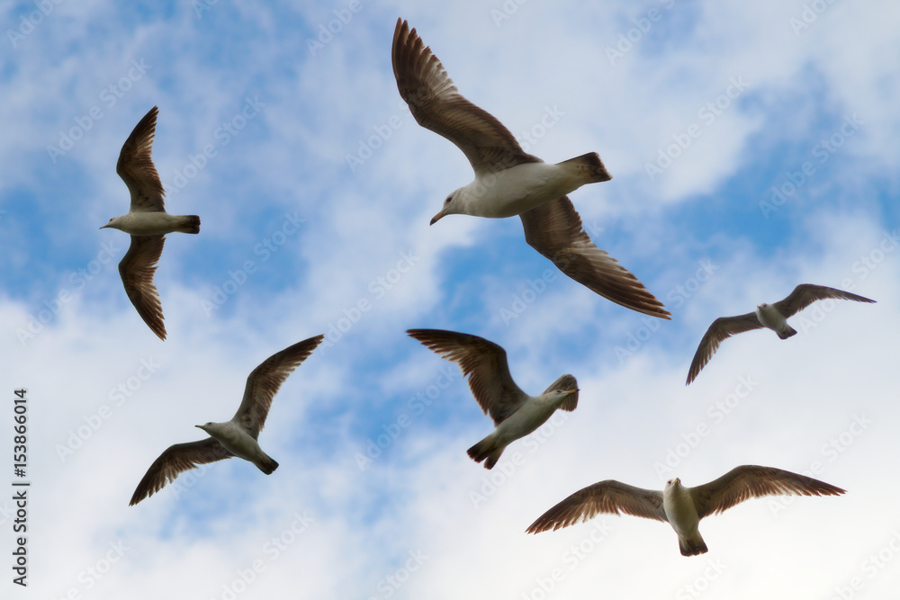 gull birds flight over ocean sky