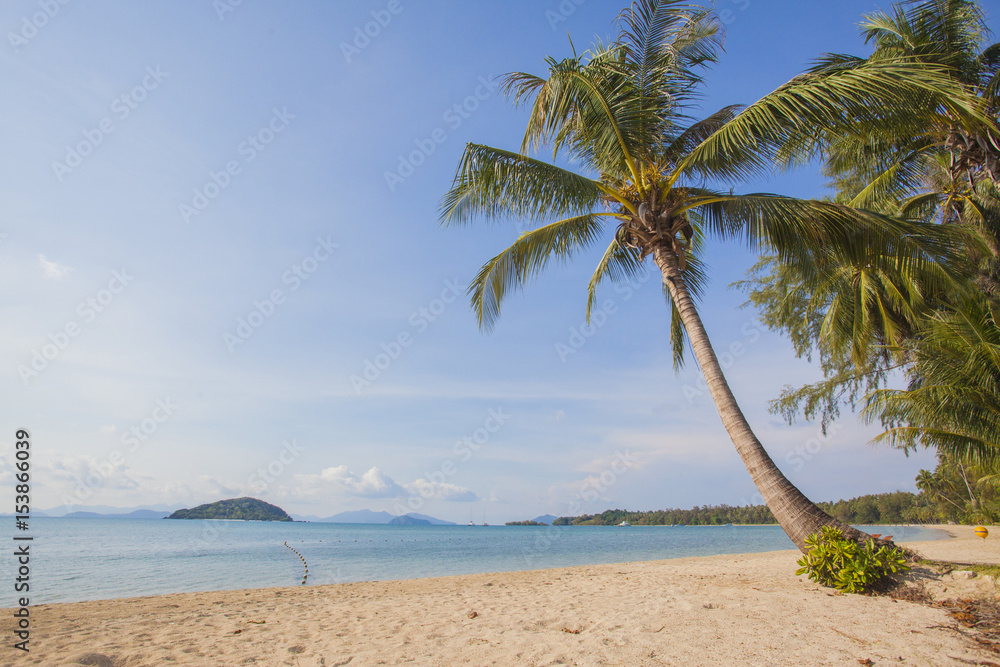 thailand beach with coconut trees