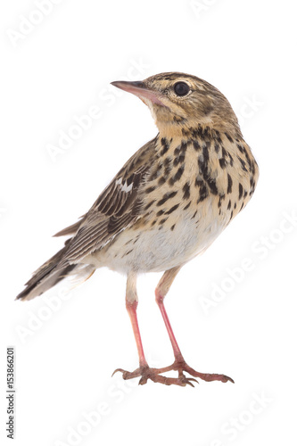 Tree Pipit (Anthus trivialis)