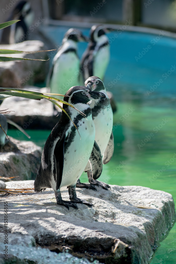 Fototapeta premium penguin bay