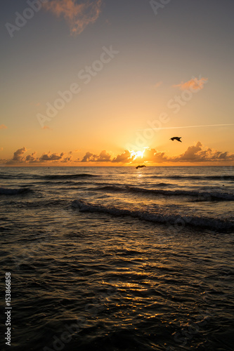 Sunrise Pelicans