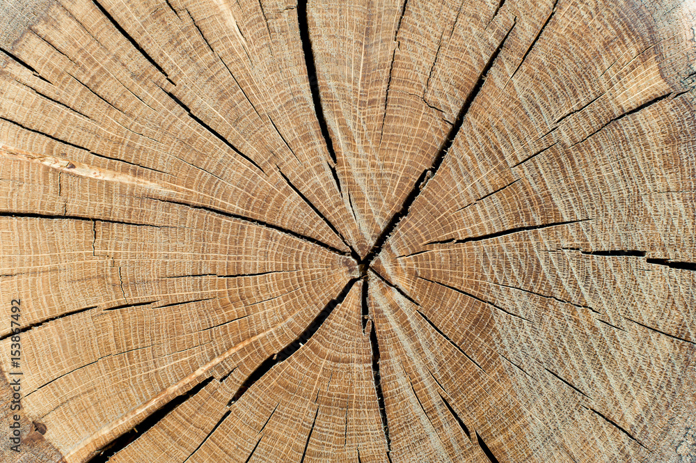 Fototapeta premium Cracked timber log with anual rings