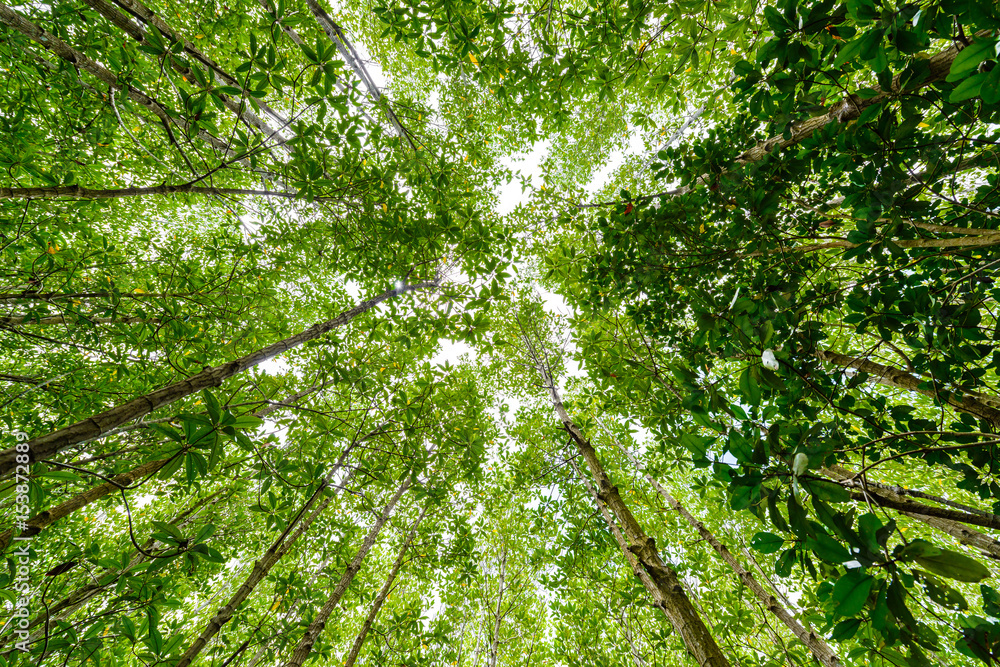 background of mangrove forest at Nature Preserve and Forest background of mangrove forest at Nature Preserve and Forest