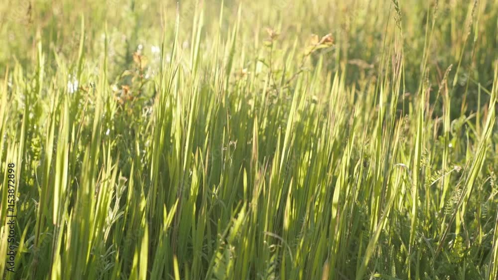 Shallow DOF grass on the windy day natural slow-mo 1920X1080 HD footage - Slow motion of decorative plants waving in the field 1080p FullHD video Shallow DOF grass on the windy day natural slow-mo 1920X1080 HD footage - Slow motion of decorative plants waving in the field 1080p FullHD video