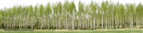 Birch tree in spring