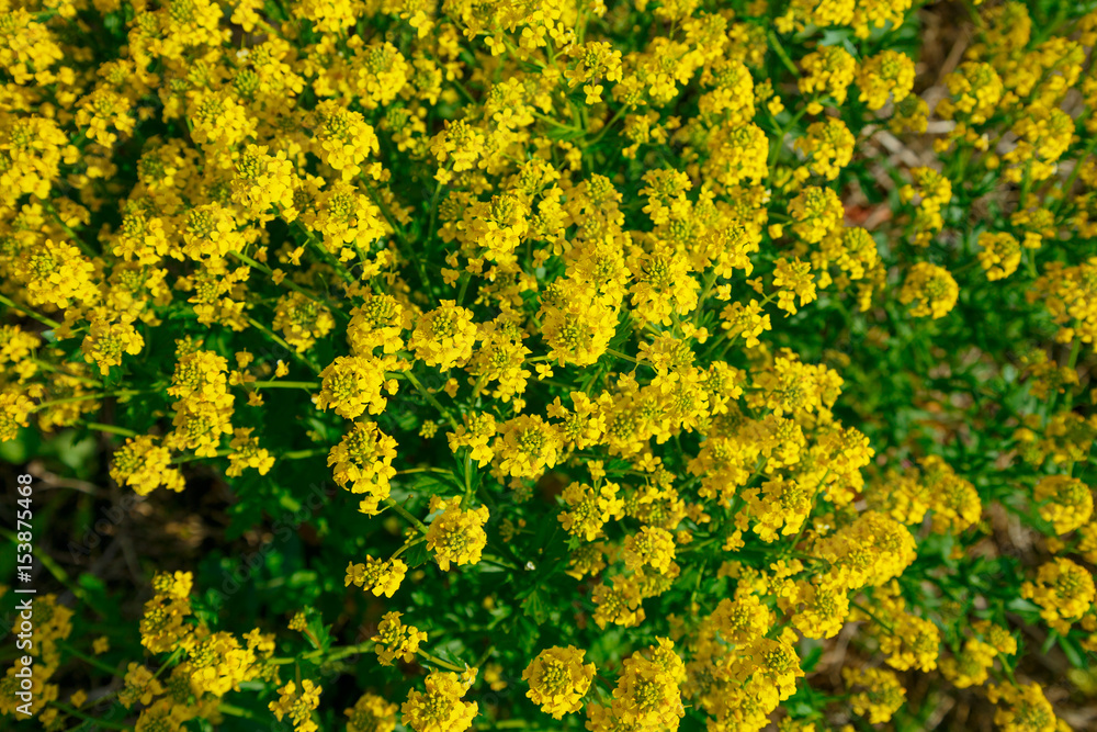 Natural background of yellow flowers. Yellow bush was shooted from above Natural background of yellow flowers. Yellow bush was shooted from above