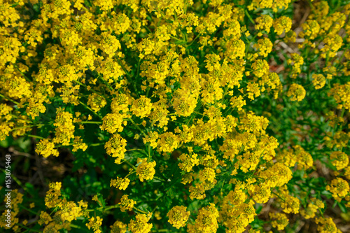 Natural background of yellow flowers. Yellow bush was shooted from above