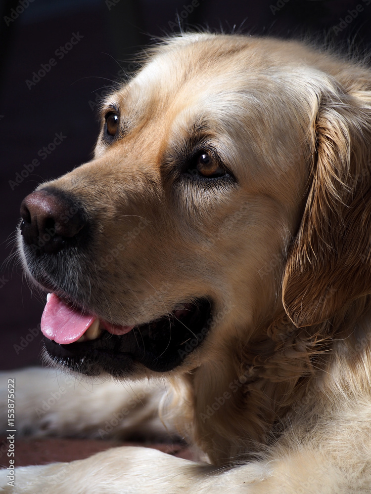 Gorgeous golden retriever portrait on black background Gorgeous golden retriever portrait on black background