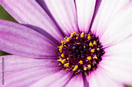 A close up image of the head and petals of a purple daisy in detail showing the various botanical parts of the flower including the stamen and petals.