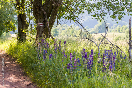 Fototapeta Naklejka Na Ścianę i Meble -  Droga na szlaku w lecie
