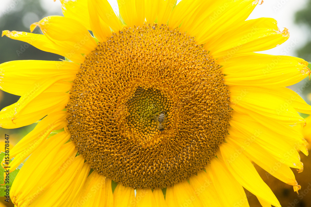 Naklejka premium sunflowers