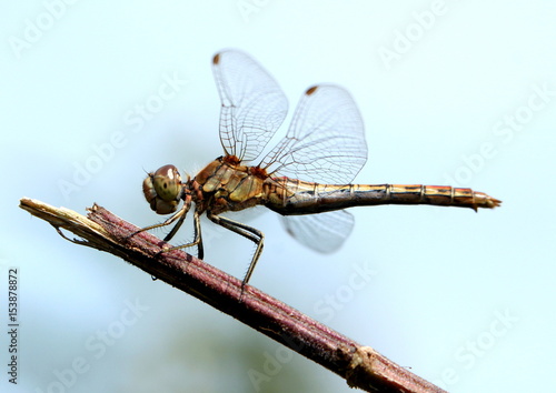 Somewhat darker / older  female European Vagrant Darter dragonfly (Sympetrum vulgatum)