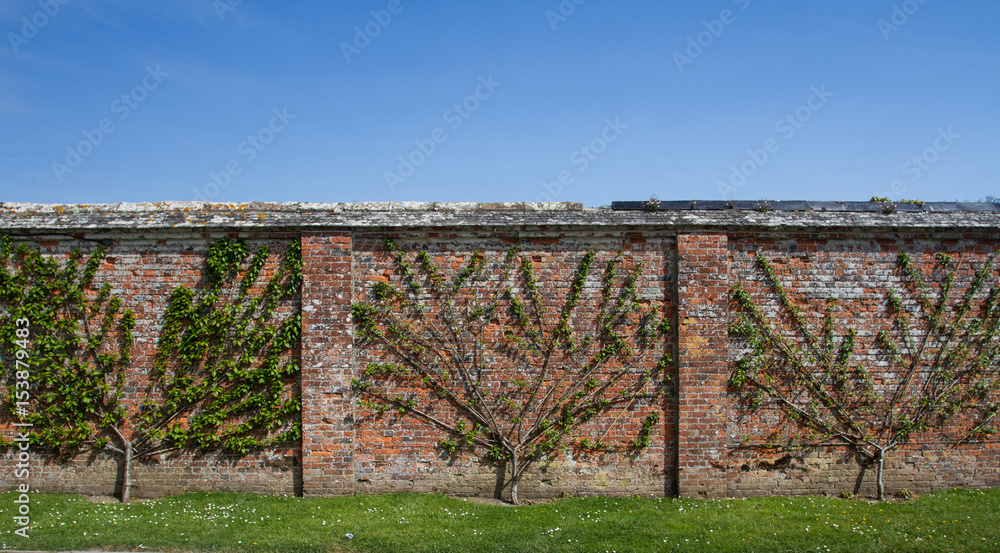 Rows of espalier trees that have been pruned and trained to grow against an old brick wall with copy space and blue sky above.