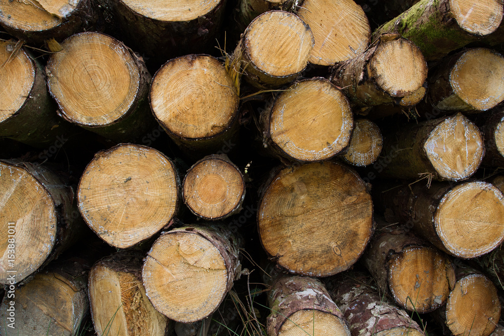  A full frame looking at the ends of a stack or pile of cut down tree trunks in an environmental or forestry image.
