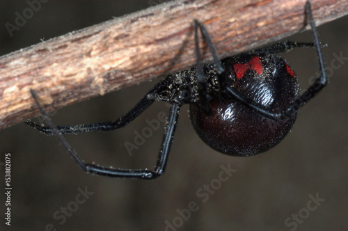 Black widow spider