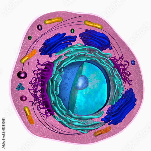 3D model of a eukaryotic cell photo