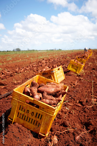 Crates of sweet potatoes in field photo