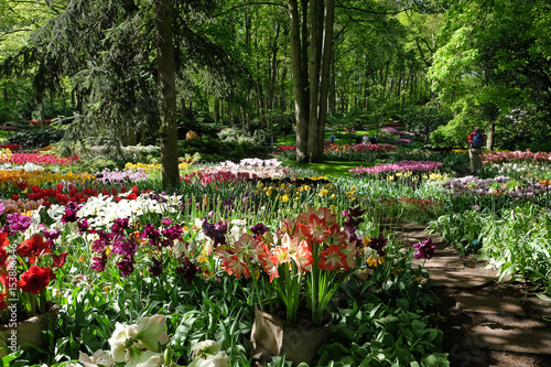 Fototapeta Naklejka Na Ścianę i Meble -  Amaryllis and  tulips in the Keukenhof  park