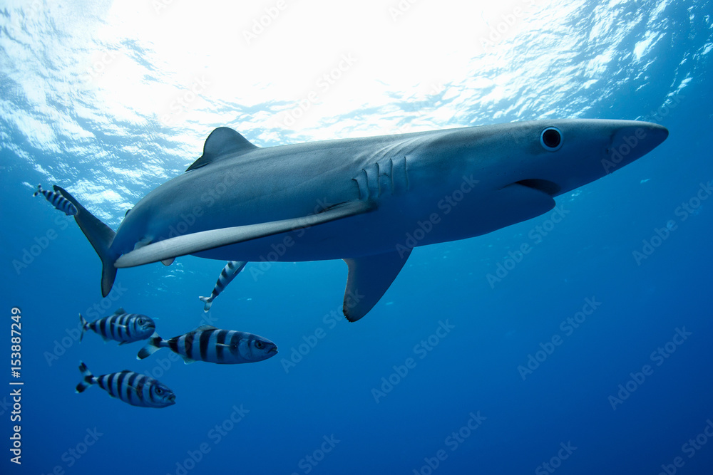 Shark and fish swimming underwater Stock Photo | Adobe Stock