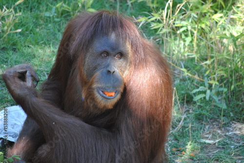 MMMM Orangutan