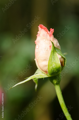 Red rose flower blossom in a garden