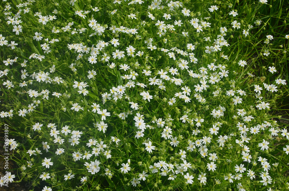 Spring is time when blooming chamomile
