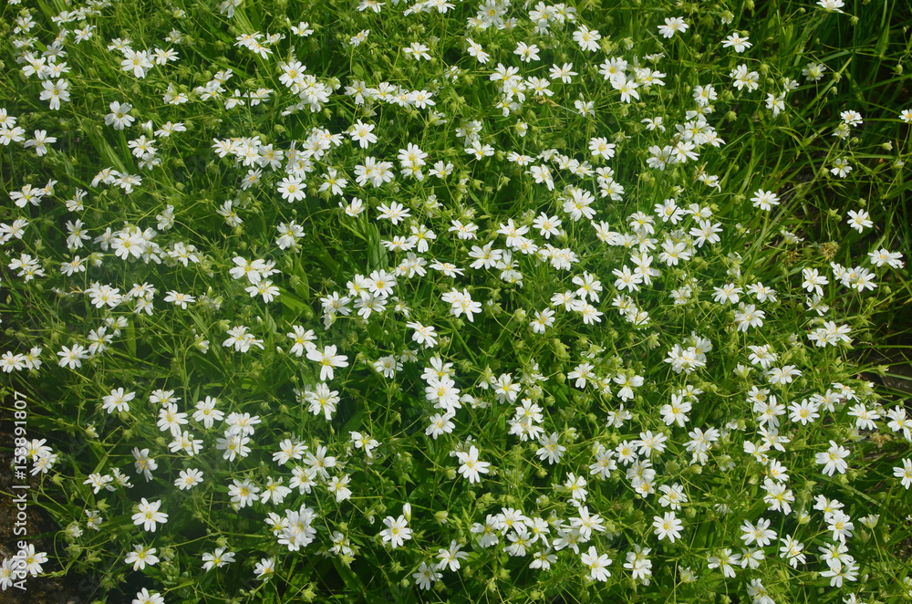 Spring is time when blooming chamomile Spring is time when blooming chamomile