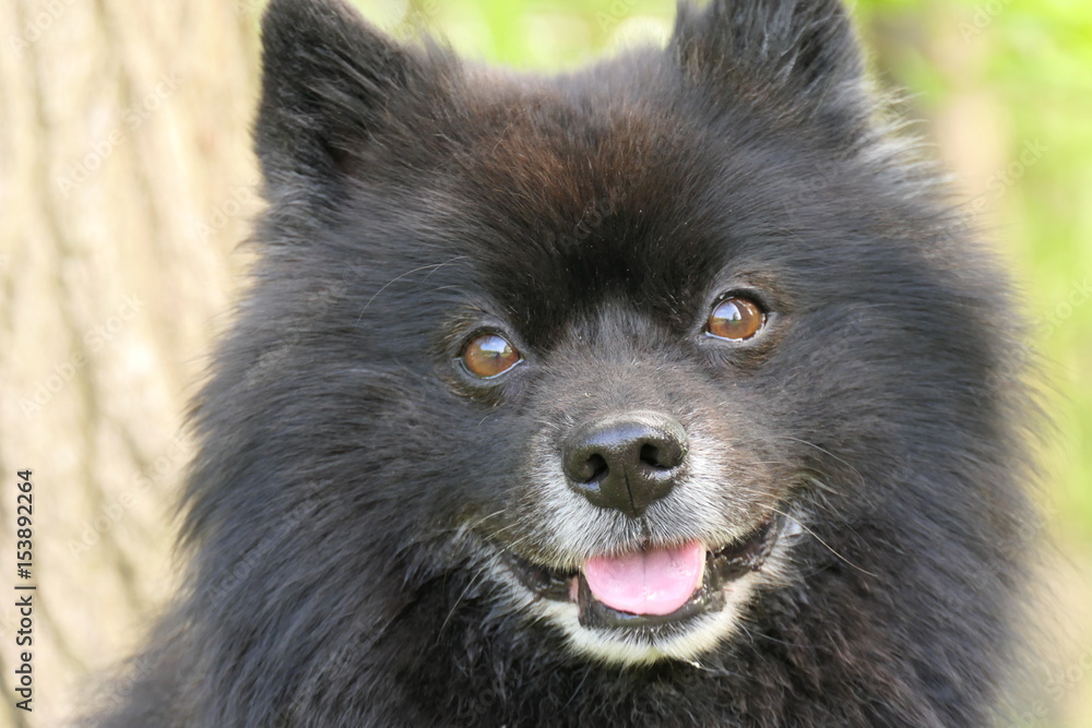 Spitz Spitz