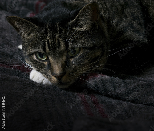 Tabby Cat