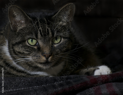 Tabby Cat © Steve