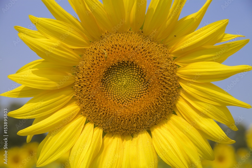 Sunflower