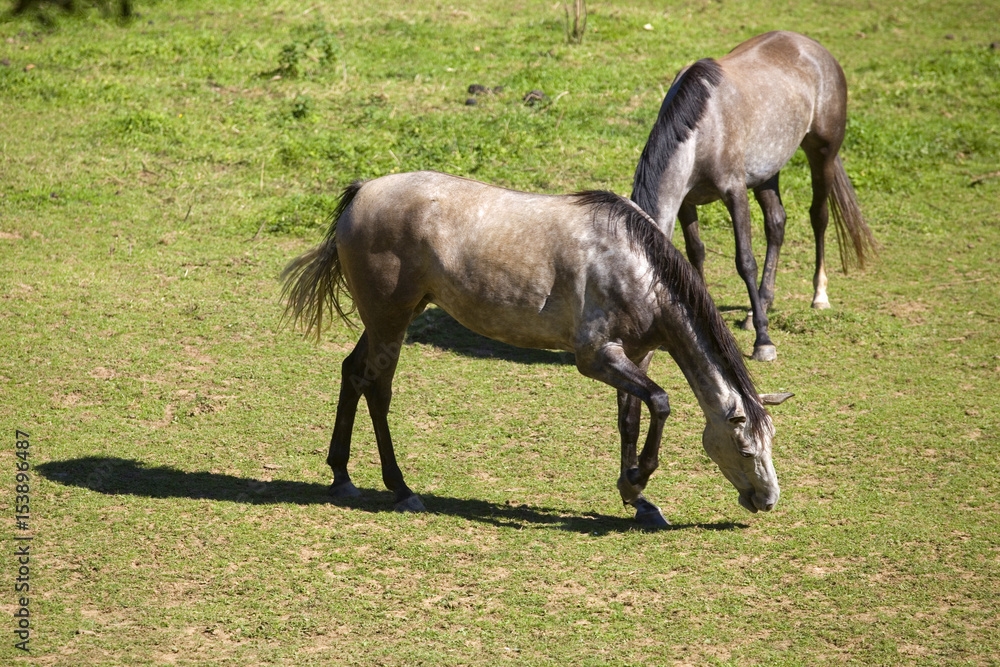 Two horses Two horses