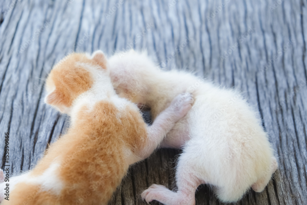 Obraz premium Two cute cats playing together,soft focus