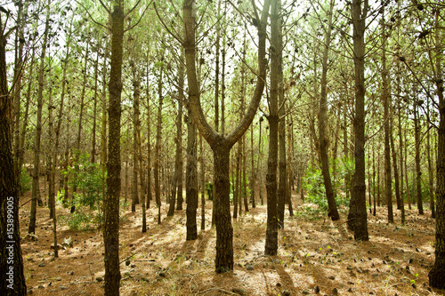 Pine forest photo