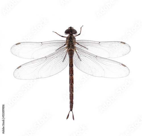 Dragonfly isolated on a white background