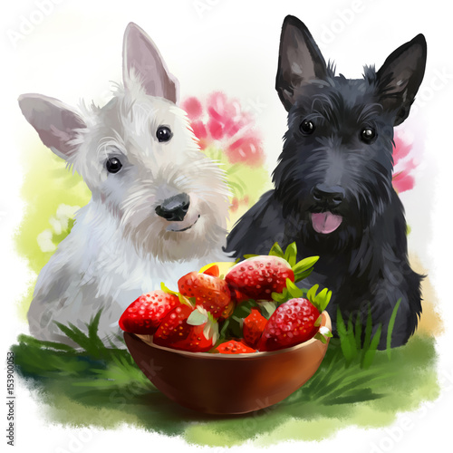 Two Scotties and strawberries photo