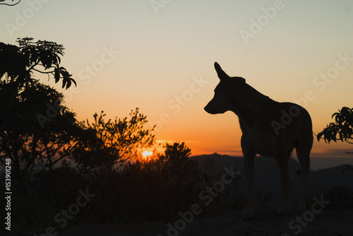 Dog silhouette at sunrise in Brazil