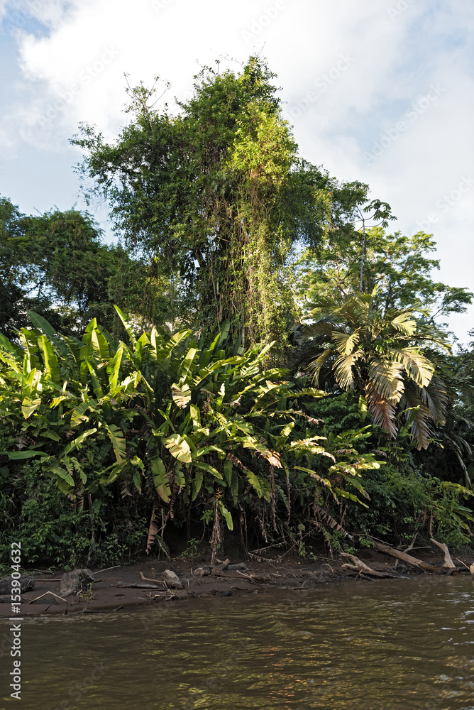 Obraz premium Tropical vegetation on the banks of the Tortuguero River in Tortuguero National Park, Costa Rica