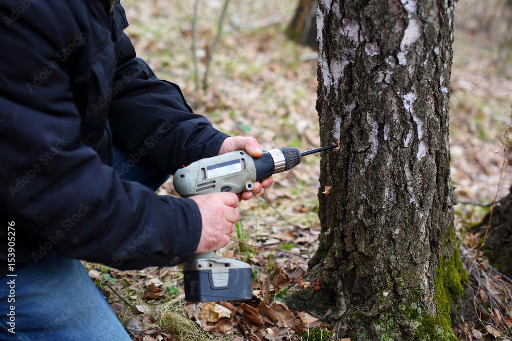 collecting birch juice on spring collecting birch juice on spring